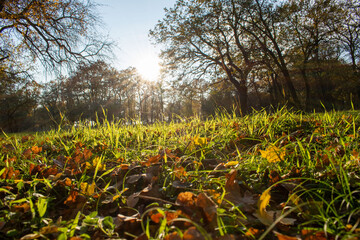Obraz premium Brightly colored forest in autumn at sunset