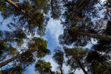 Scots Pine Trees, Looking towards the Sky