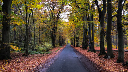 Obraz premium Autumn Colours, Tentsmuir Forest, Fife, Scotland