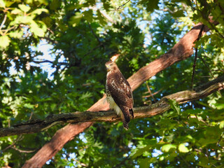 Hawk hunting in forest: Red tailed hawk bird of prey raptor with an intense stare as it is perched on a thick bare tree branch in the forest as it hunts for prey on a summer day