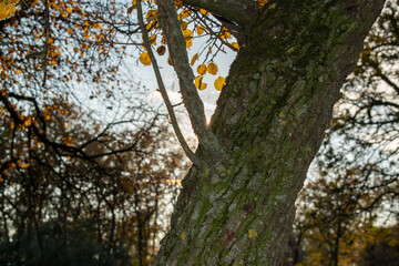 Brightly colored forest in autumn at sunset