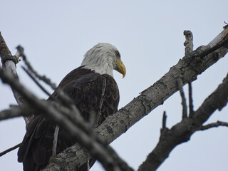 Bald Eagle Perched in Tree: American Symbol Bald Eagle Bird of Prey Perched Among Bare Tree Branches Looks Forward Against Cloudy Sky with Gray Overcast Sky Showing Yellow Beak and White Head Feathers