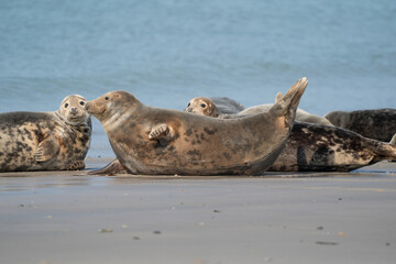 Fototapeta premium Funny lazy seals on the sandy beach of Dune, Germany. A seal has its head and tail up