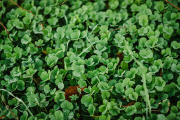 green grass with dew macro photo