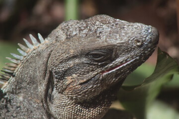 Iguana foto realista