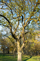 Brightly colored forest in autumn at sunset