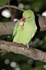 A Ring Necked Parakeet