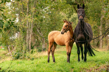 A brown mare with a foal standing on a forest path surrounded by autumn colors
