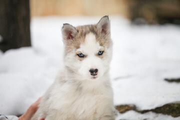 Husky portrait i the snow