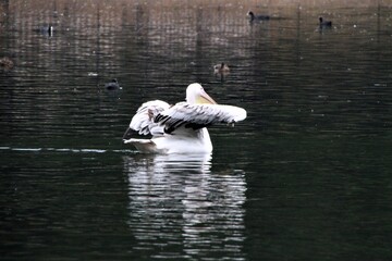 A view of a Pelican in London