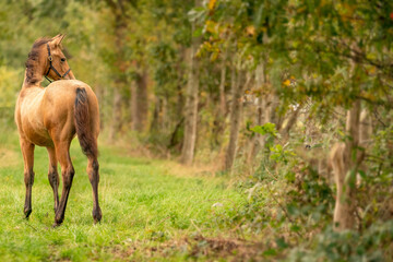 Naklejka premium Portrait of buckskin foal, the horse with halter stands in the forest. Seen from behind. Autumn sun