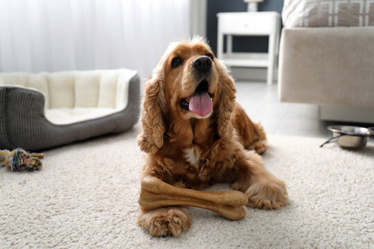 Cute English Cocker Spaniel with edible bone indoors. Pet friendly hotel
