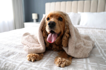 Cute English Cocker Spaniel covered with towel on bed indoors. Pet friendly hotel