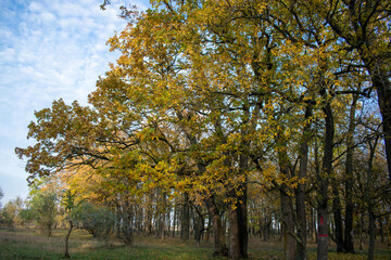 Naklejka premium Brightly colored forest in autumn at sunset