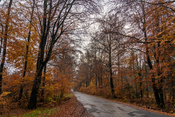 Fototapeta premium road in nature, autumn forest