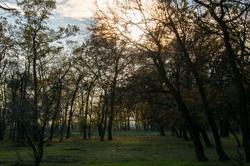 Brightly colored forest in autumn at sunset