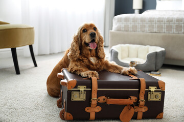 Cute English Cocker Spaniel and suitcase indoors. Pet friendly hotel