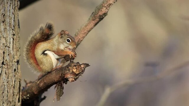 American Red Squirrel (Tamiasciurus hudsonicus) on branch eating a conifer cone with blurred branches blowing gently in background