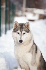 Siberian husky in the snow