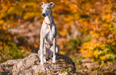 Windhund - Portrait einer hübschen Whippet Hündin im herbstlichen Wald
