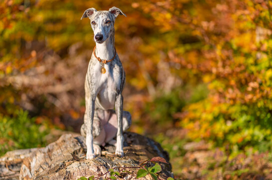 Windhund - Portrait einer h&uuml;bschen Whippet H&uuml;ndin im herbstlichen Wald