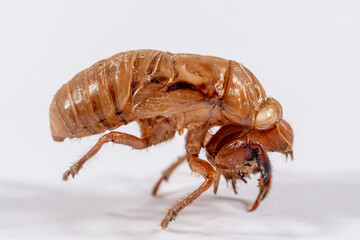 Close up view of a dead Cicada on a white background