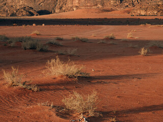 Bushes with thornes or tumbleweed trying to survive in hostile desert environment 