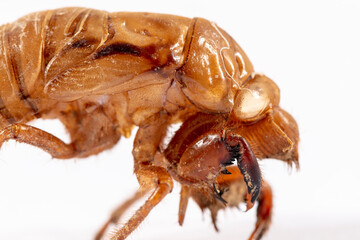 Close up view of a dead Cicada on a white background