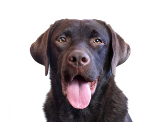 Chocolate Lab