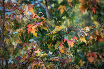 Colorful deciduous oak tree in autumn, oak tree foliage changes color during leaf fall, beautiful...