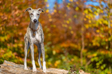 Windhund - Portrait einer hübschen Whippet Hündin im herbstlichen Wald