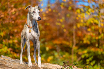 Windhund - Portrait einer hübschen Whippet Hündin im herbstlichen Wald
