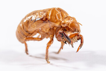 Close up view of a dead Cicada on a white background
