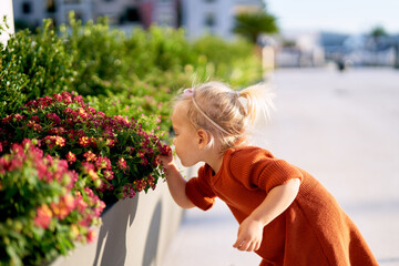 Little girl is smelling red flowers in a park on a sunny day