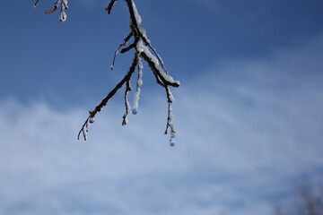 Ast im Winter