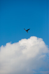 a hawk with a fish on the background of blue sky