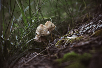 Naklejka na ściany i meble thin small autumn mushrooms grow near a tree in dense grass