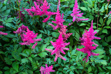 Astilbe chinensis flowers bloom in the garden