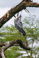 Grey heron (Ardea cinerea) standing on tree branch preening, lake Naivasha, Kenya, East Africa