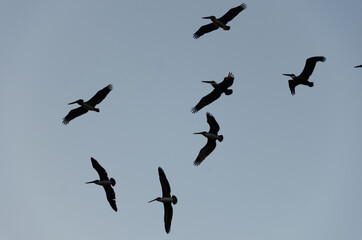 silhouette of  flying pelicans