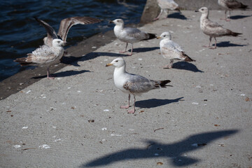 Seagulls standing on the shore with shadows on the ground