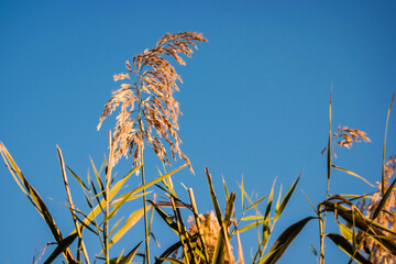 Close up image of golden reed grass shaking while the wind is blowing under clear blue sky in a cold autumn day, natural autumn background with warm colors