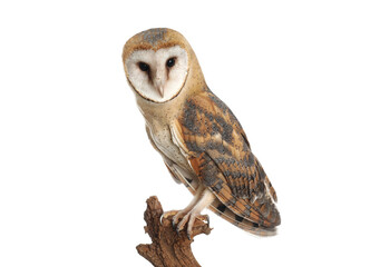 Beautiful common barn owl on twig against background © New Africa