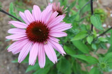 Fototapeta premium Pink flowers growing on the garden