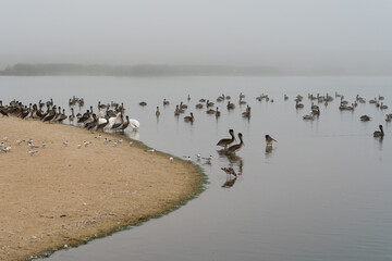 Fototapeta premium Group of brown and white pelicans on the beach in foggy morning