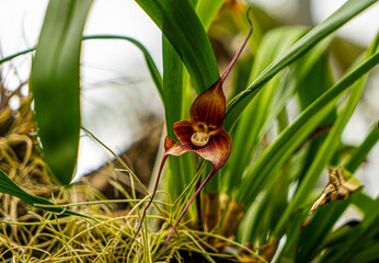 Ecuador, rare brown orchid flower looks like a Monkey face.