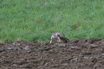 Bussard auf Acker mit Maus (Buteo buteo)