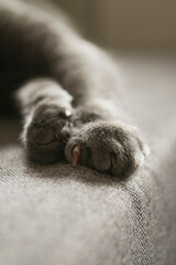 Cat Paw