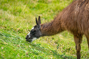 Ecuador, next the  Inca ruins of Ingapirca, a Llama is grazing.