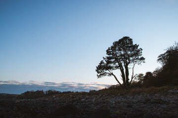 Fototapeta na wymiar Sunset with Tree